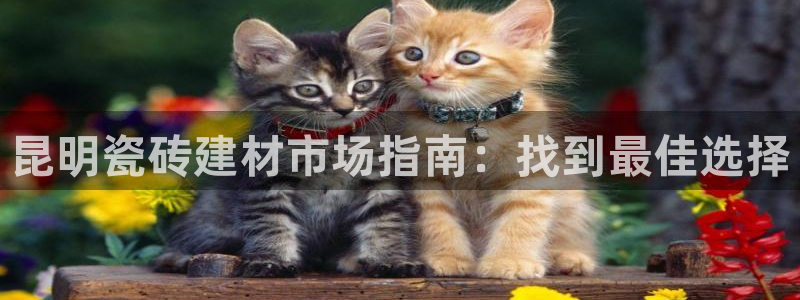 杏鑫官网注册账号是什么