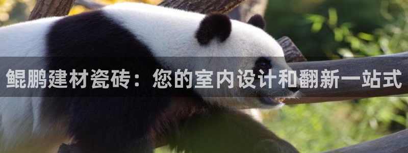 杏鑫手机客户端